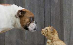 \"Cats_n_Dogs\"